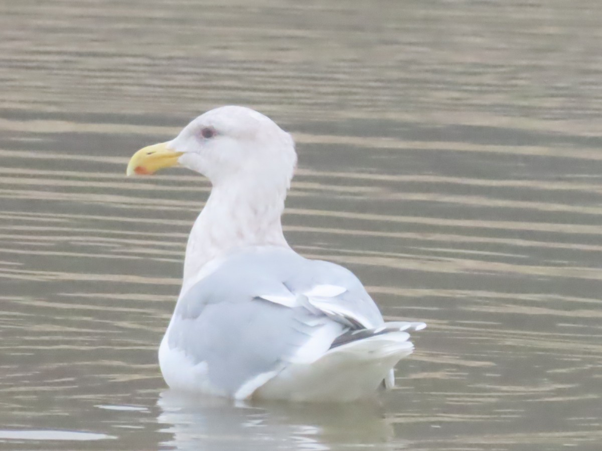 Glaucous-winged Gull - ML647260975