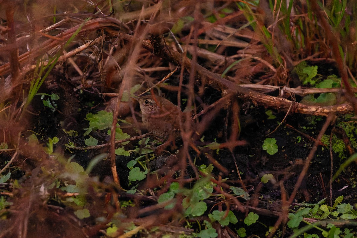 Winter Wren - ML647260980