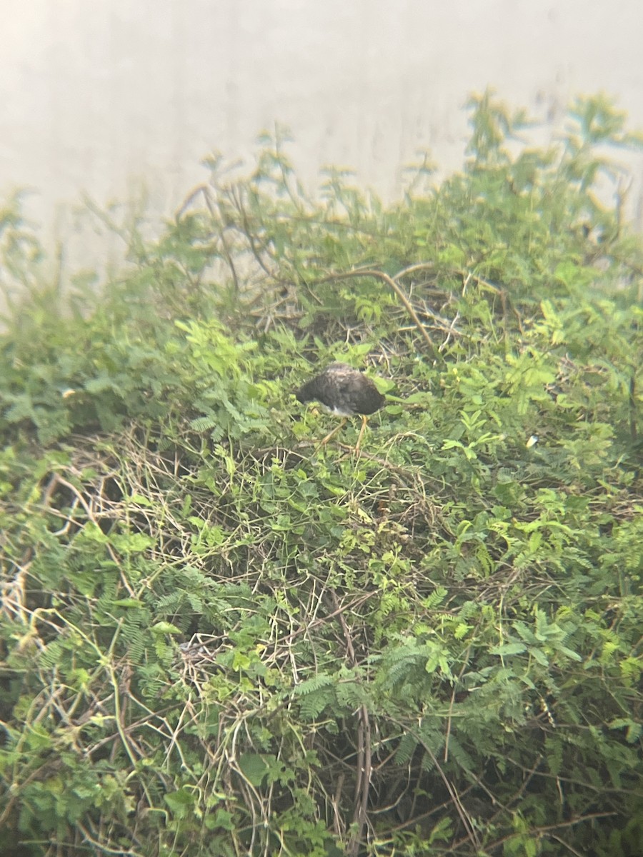 White-breasted Waterhen - ML647260981