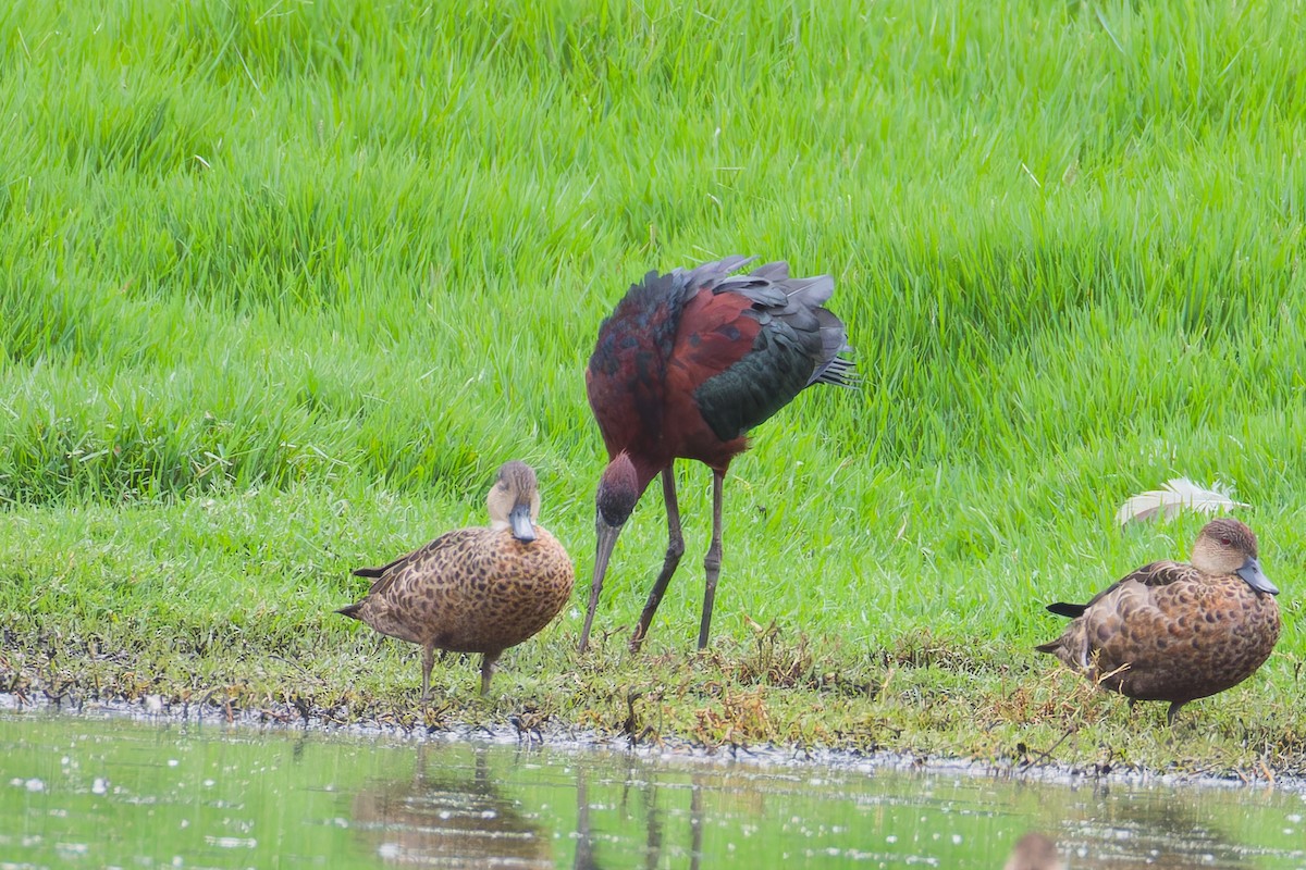 Glossy Ibis - ML647260982