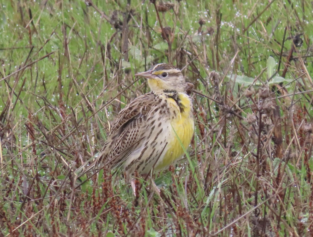 Western Meadowlark - ML647260983