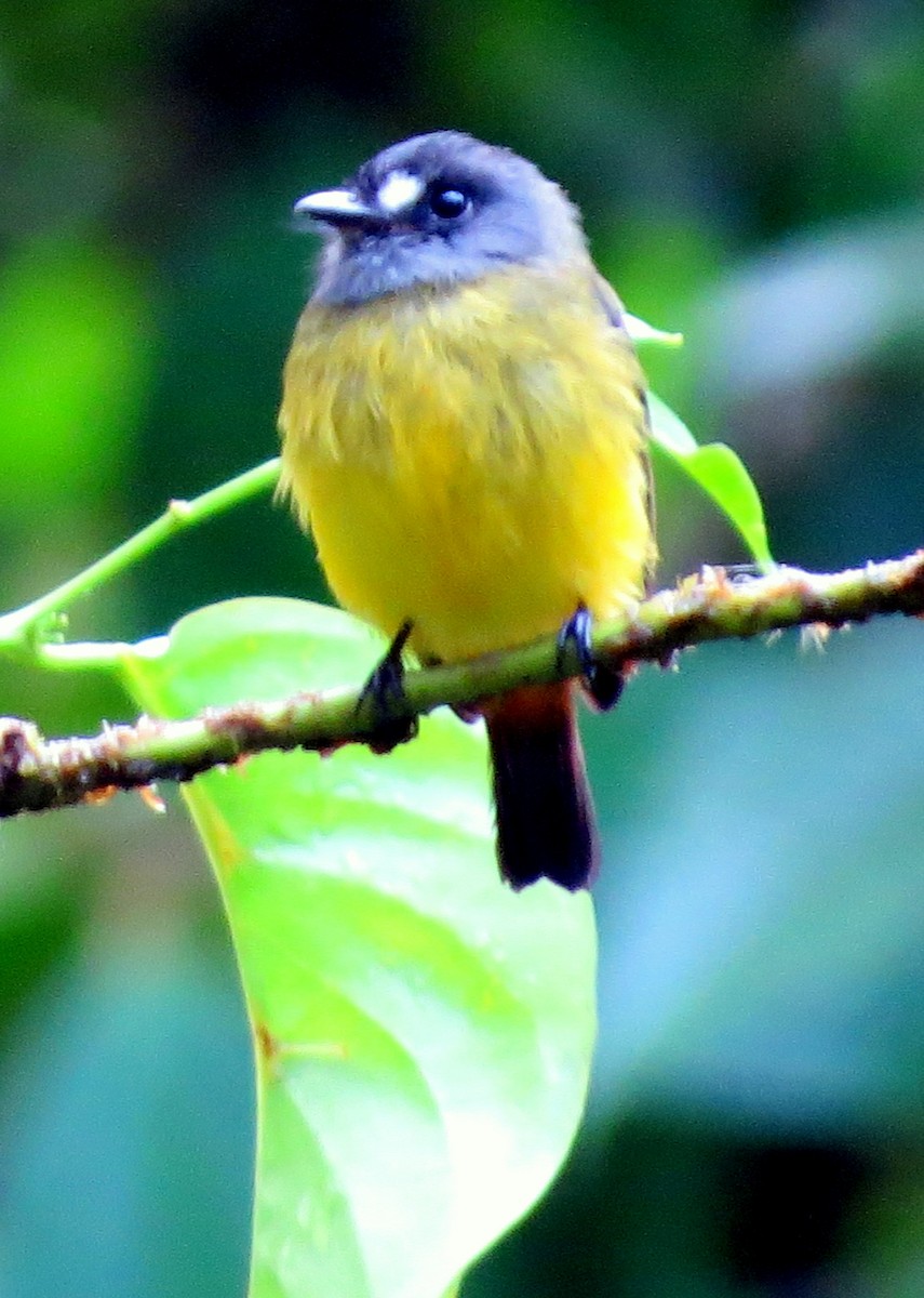 Ornate Flycatcher (Western) - ML647260985
