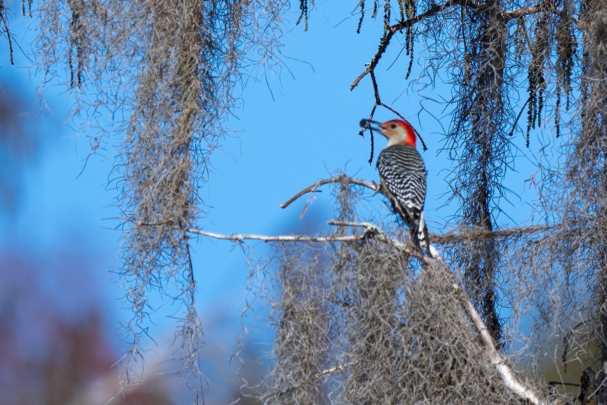 Red-bellied Woodpecker - ML647260986