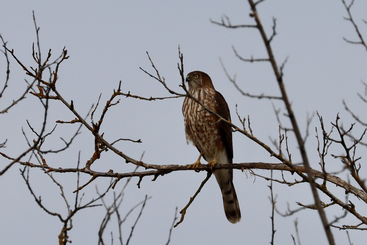 Sharp-shinned Hawk - ML647260987