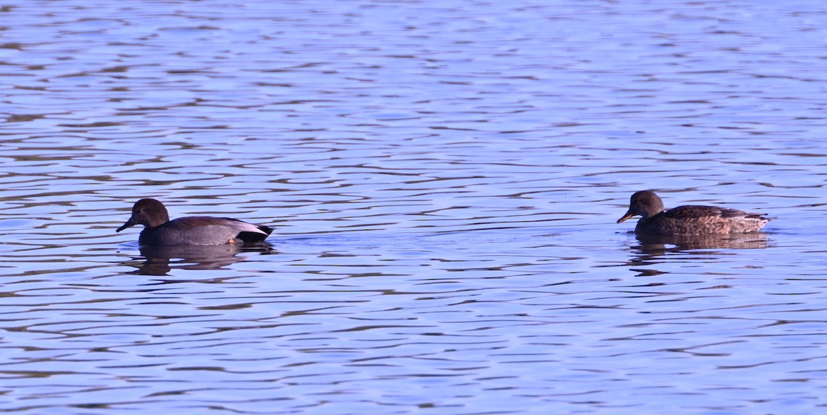 Gadwall - ML647260988