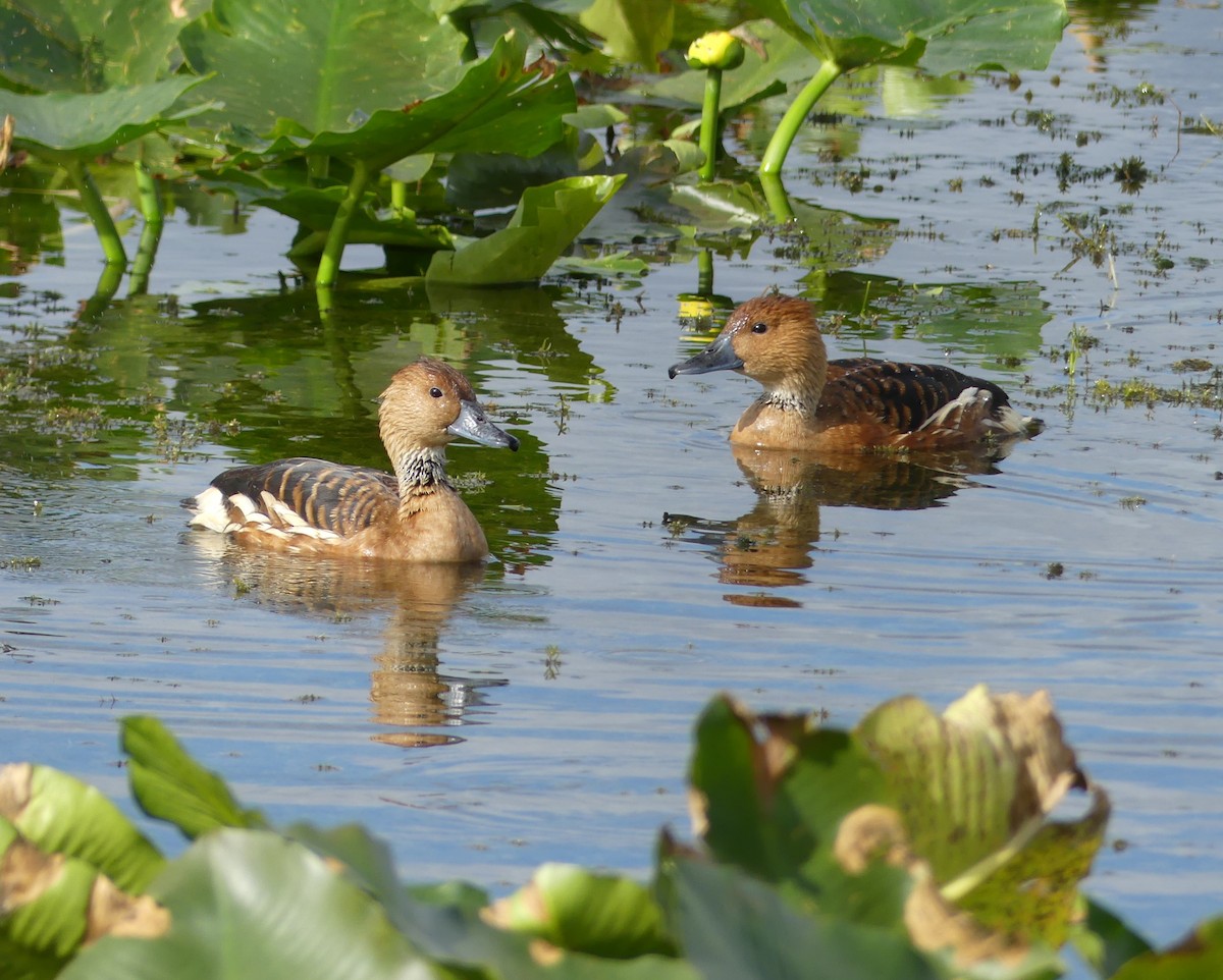 Fulvous Whistling-Duck - ML647260990