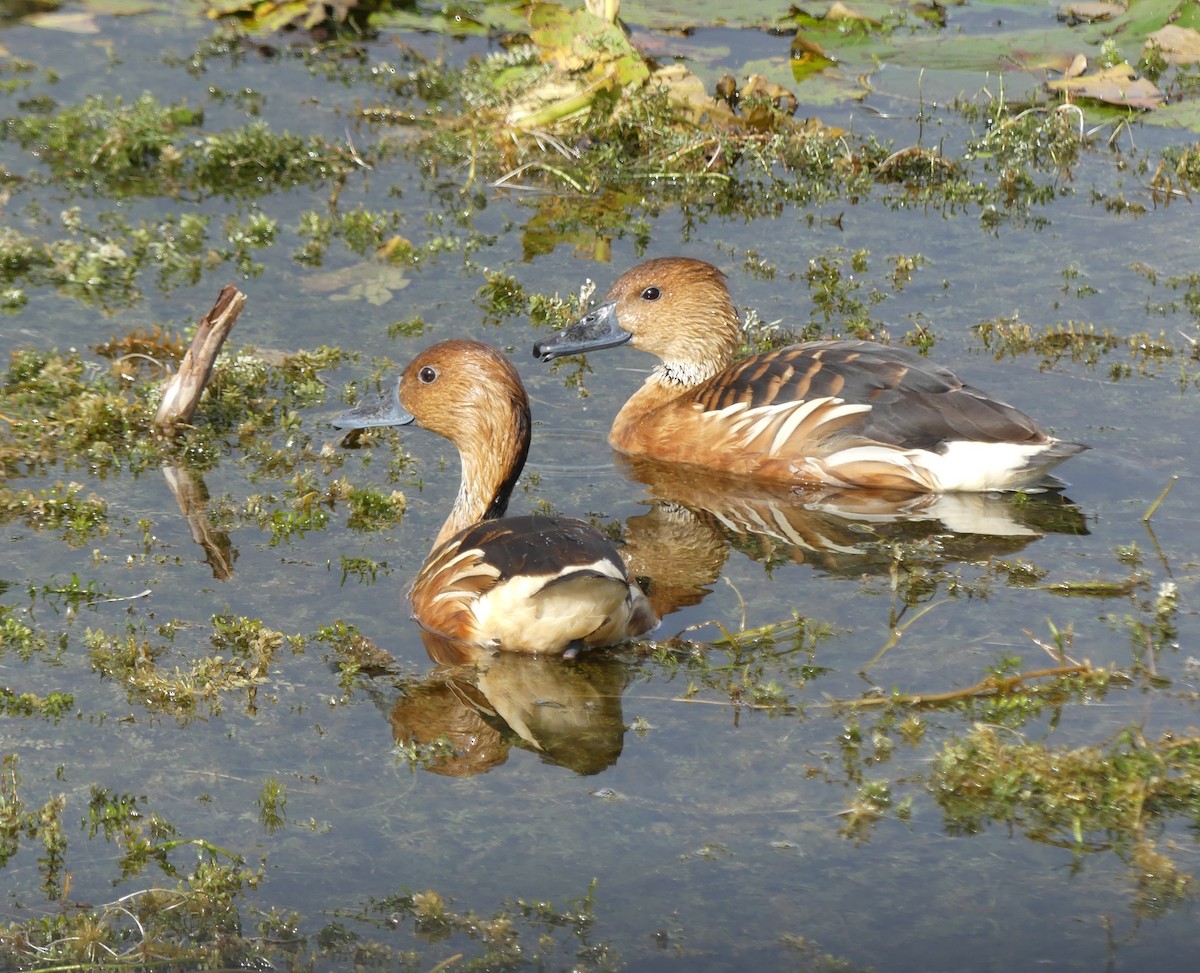 Fulvous Whistling-Duck - ML647260991