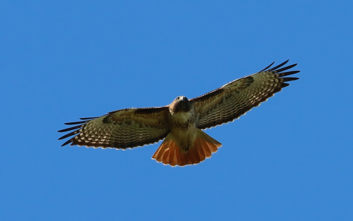 Red-tailed Hawk - ML647260992