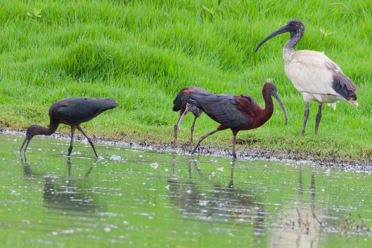 Glossy Ibis - ML647260993