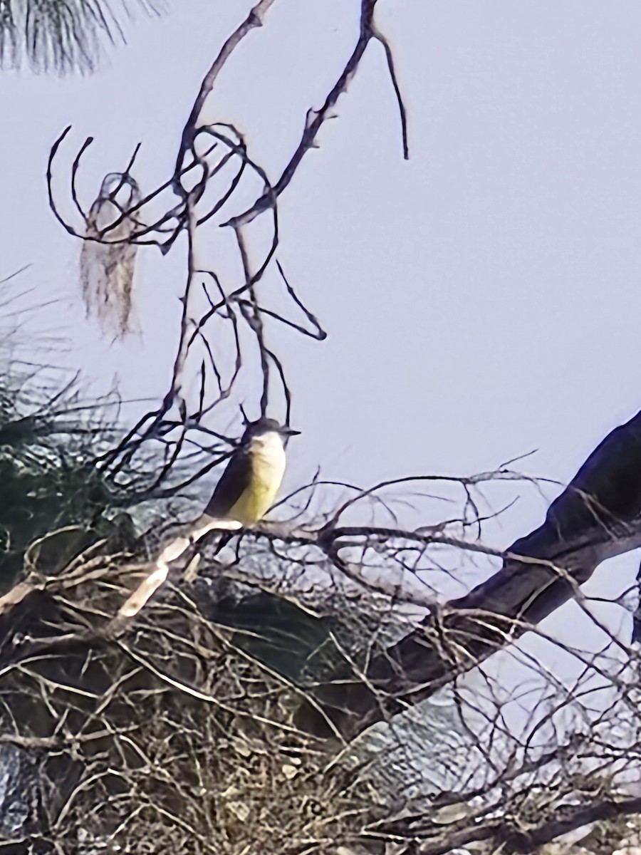 Thick-billed Kingbird - ML647260994