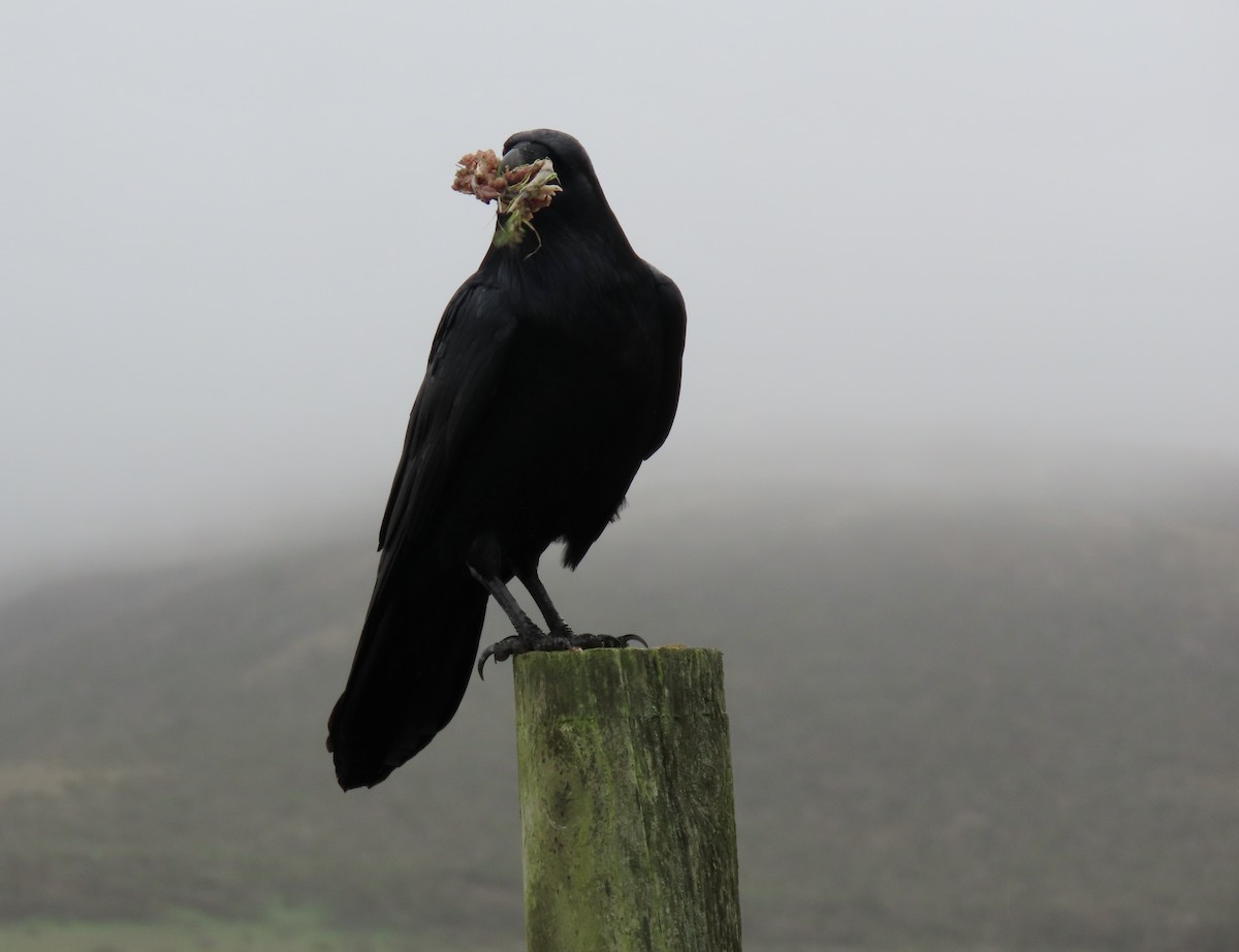 Common Raven - ML647260999