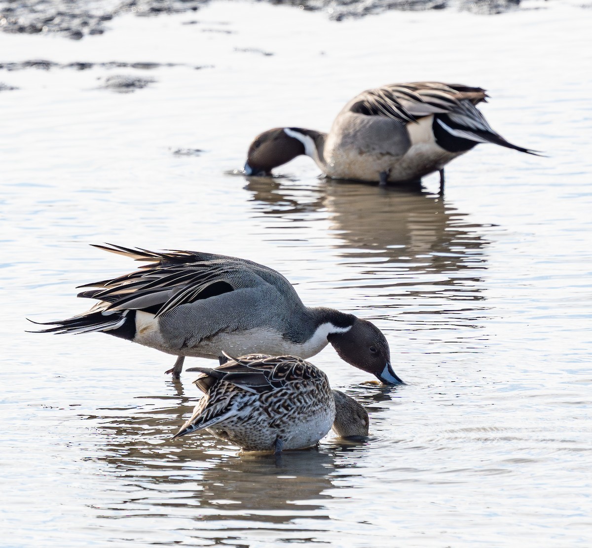 Northern Pintail - ML647261000