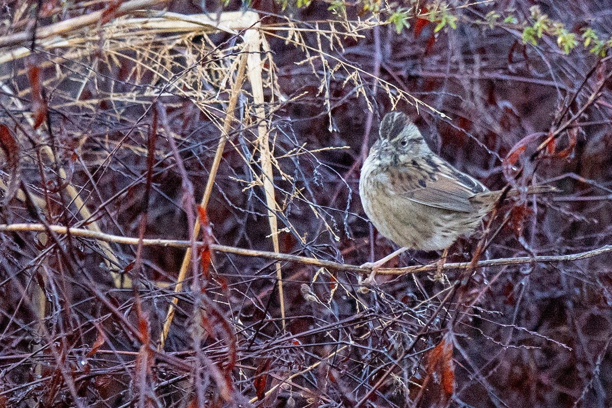Swamp Sparrow - ML647261002