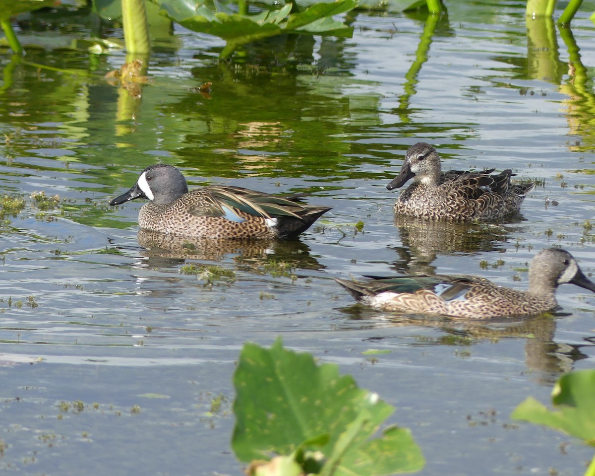 Blue-winged Teal - ML647261017
