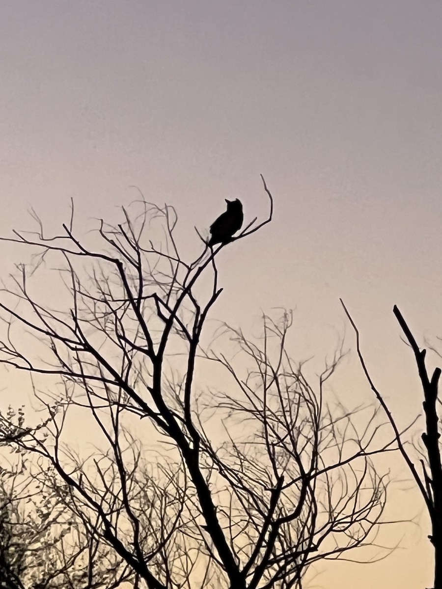 Great Horned Owl - ML647261020