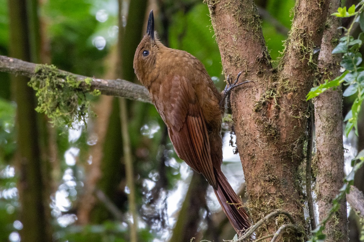 Tyrannine Woodcreeper - ML647261028