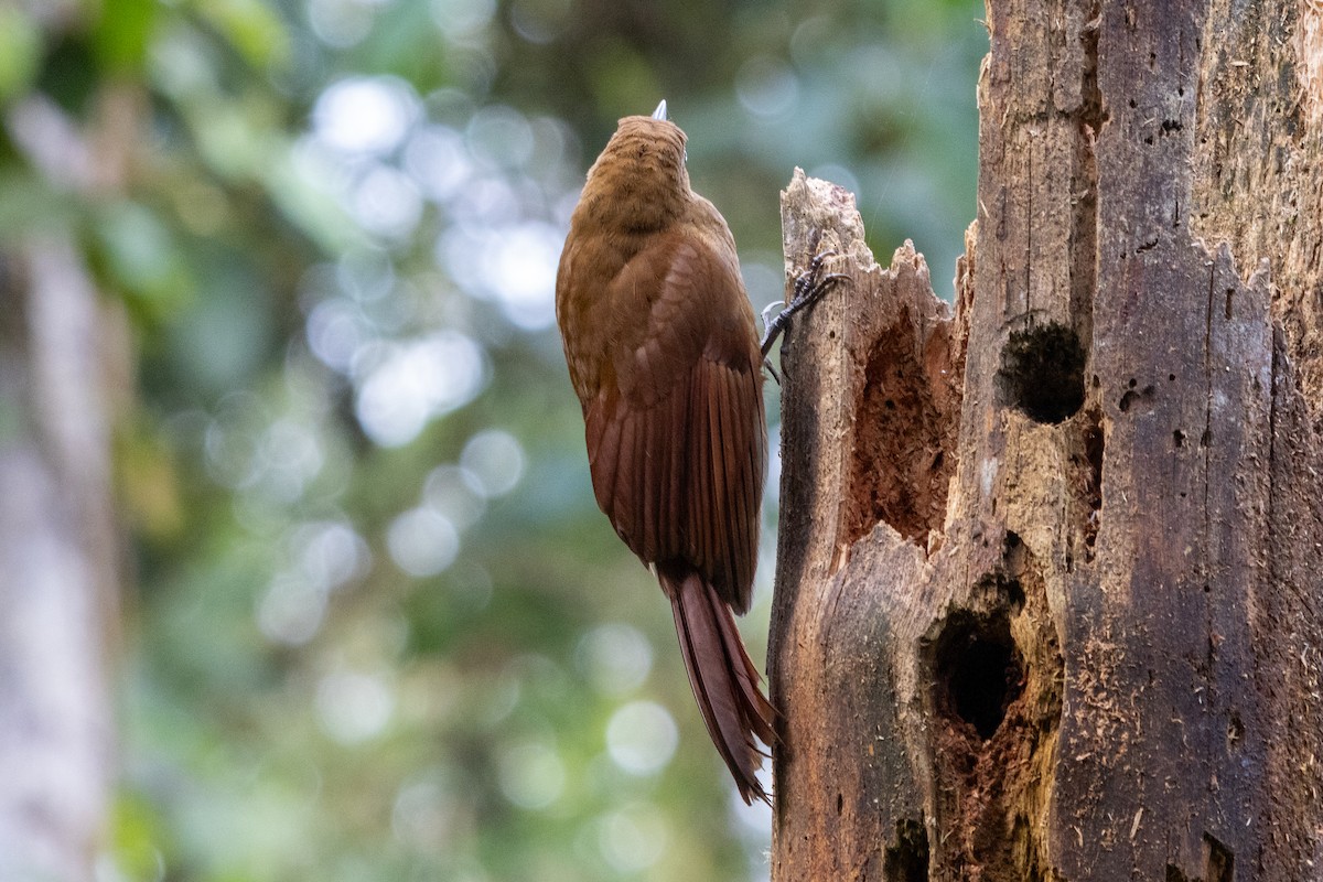 Tyrannine Woodcreeper - ML647261029