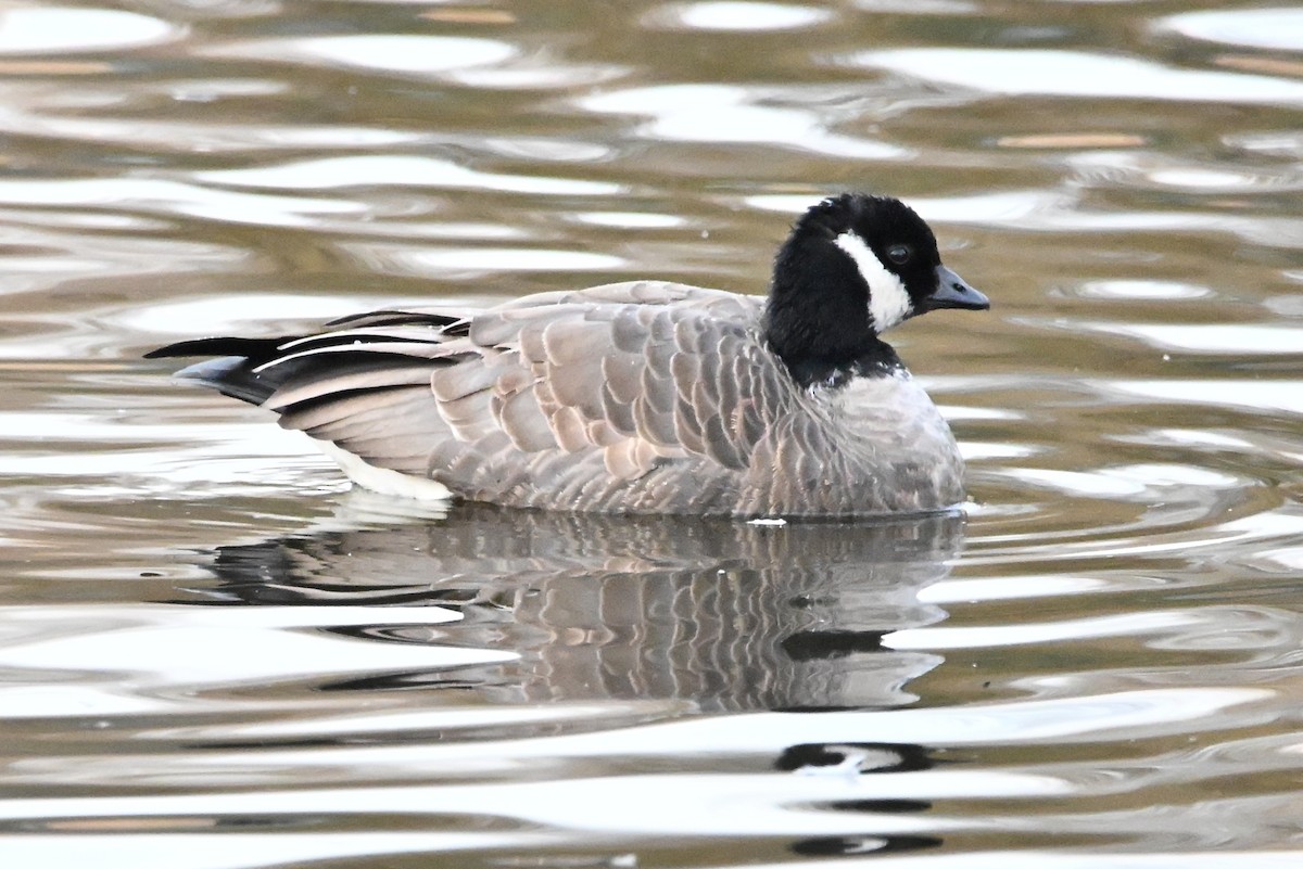 polargås - ML647261034