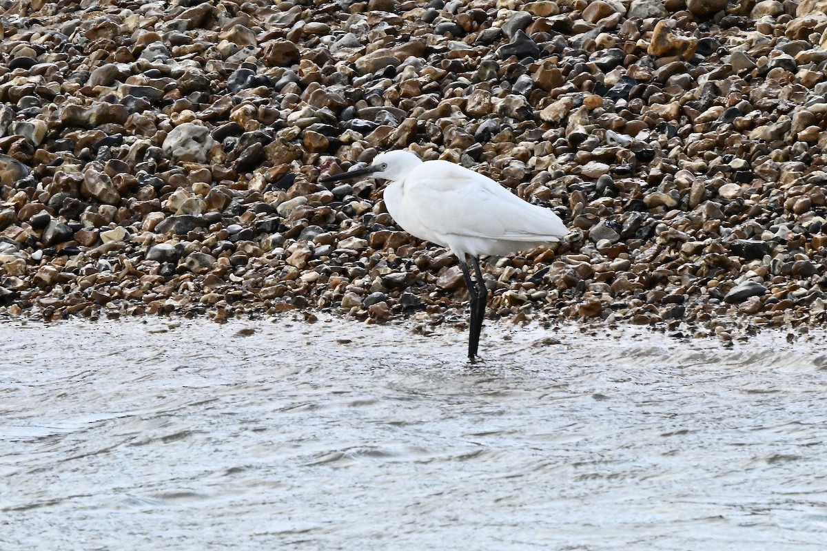 Little Egret - ML647261040