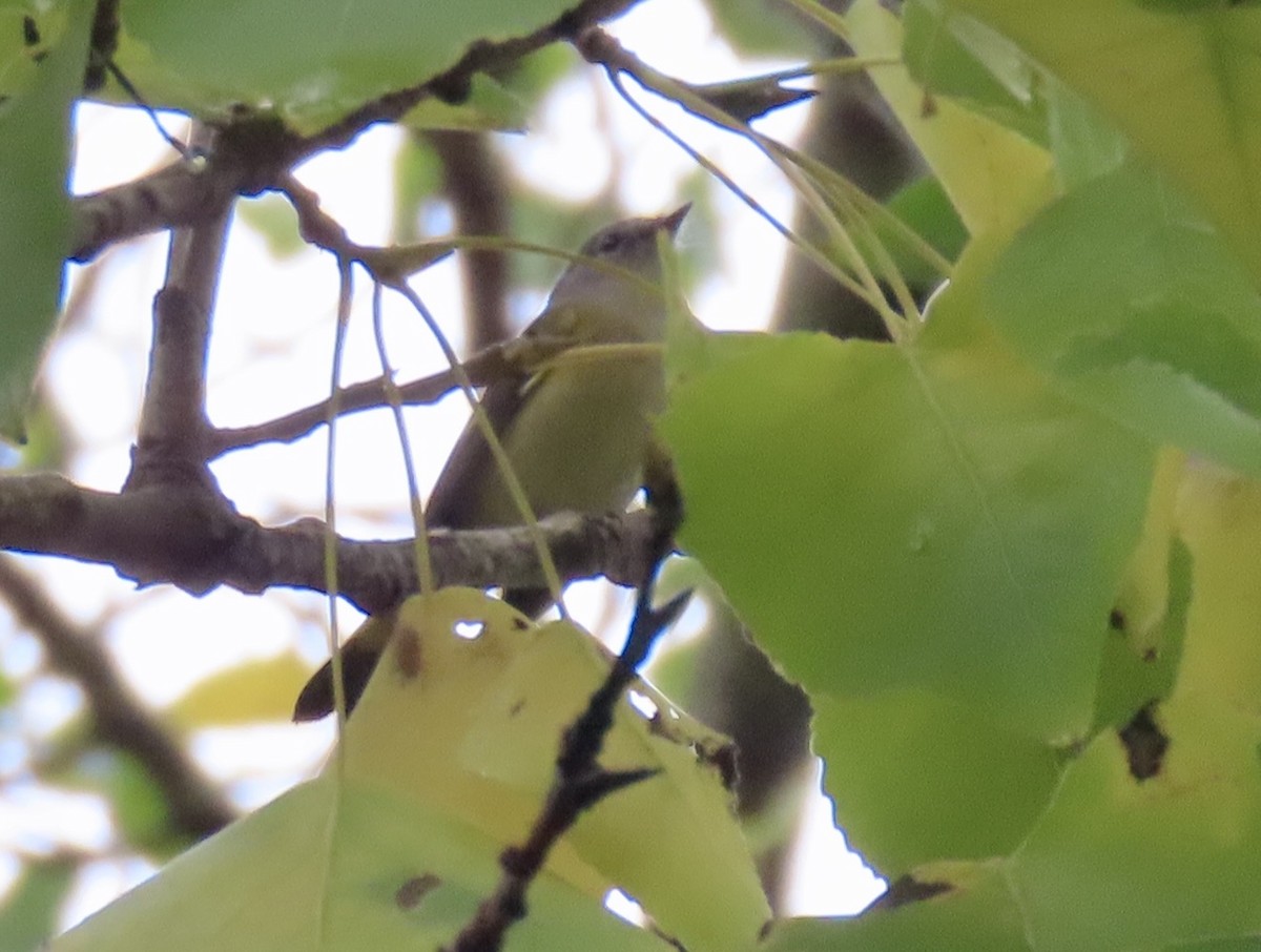 American Redstart - ML647261041