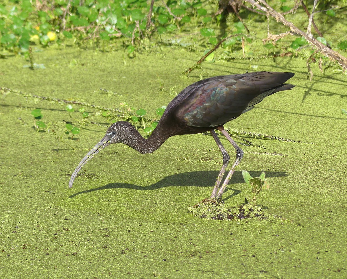 Glossy Ibis - ML647261042