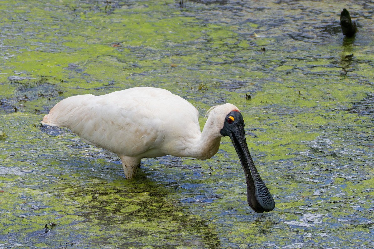 Royal Spoonbill - ML647261044
