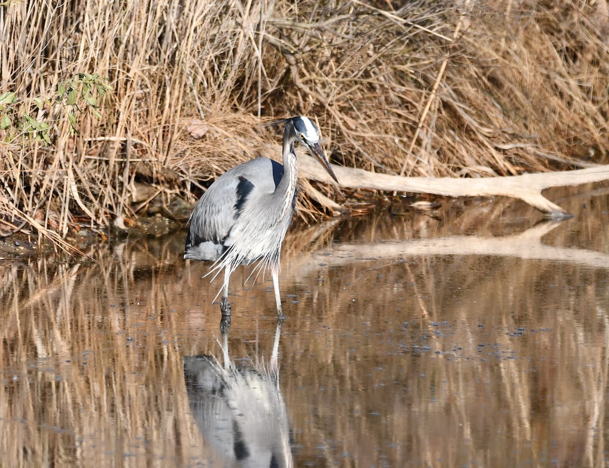 Great Blue Heron - ML647261045