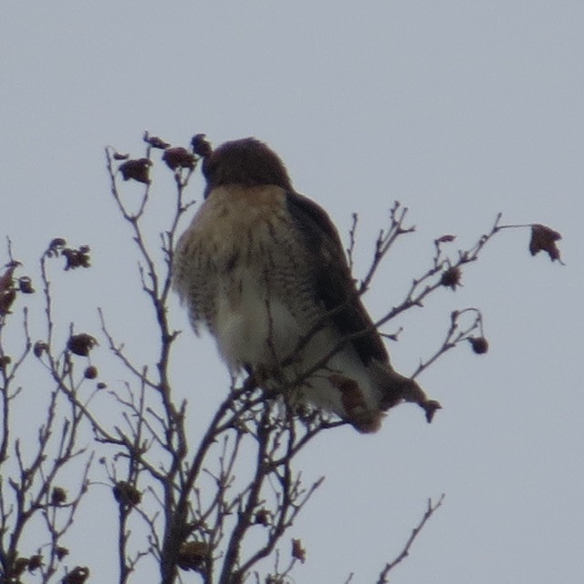 Red-tailed Hawk - ML647261048
