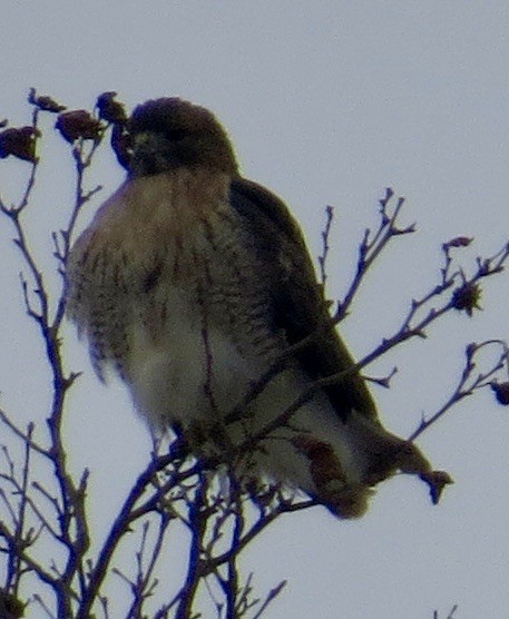 Red-tailed Hawk - ML647261049