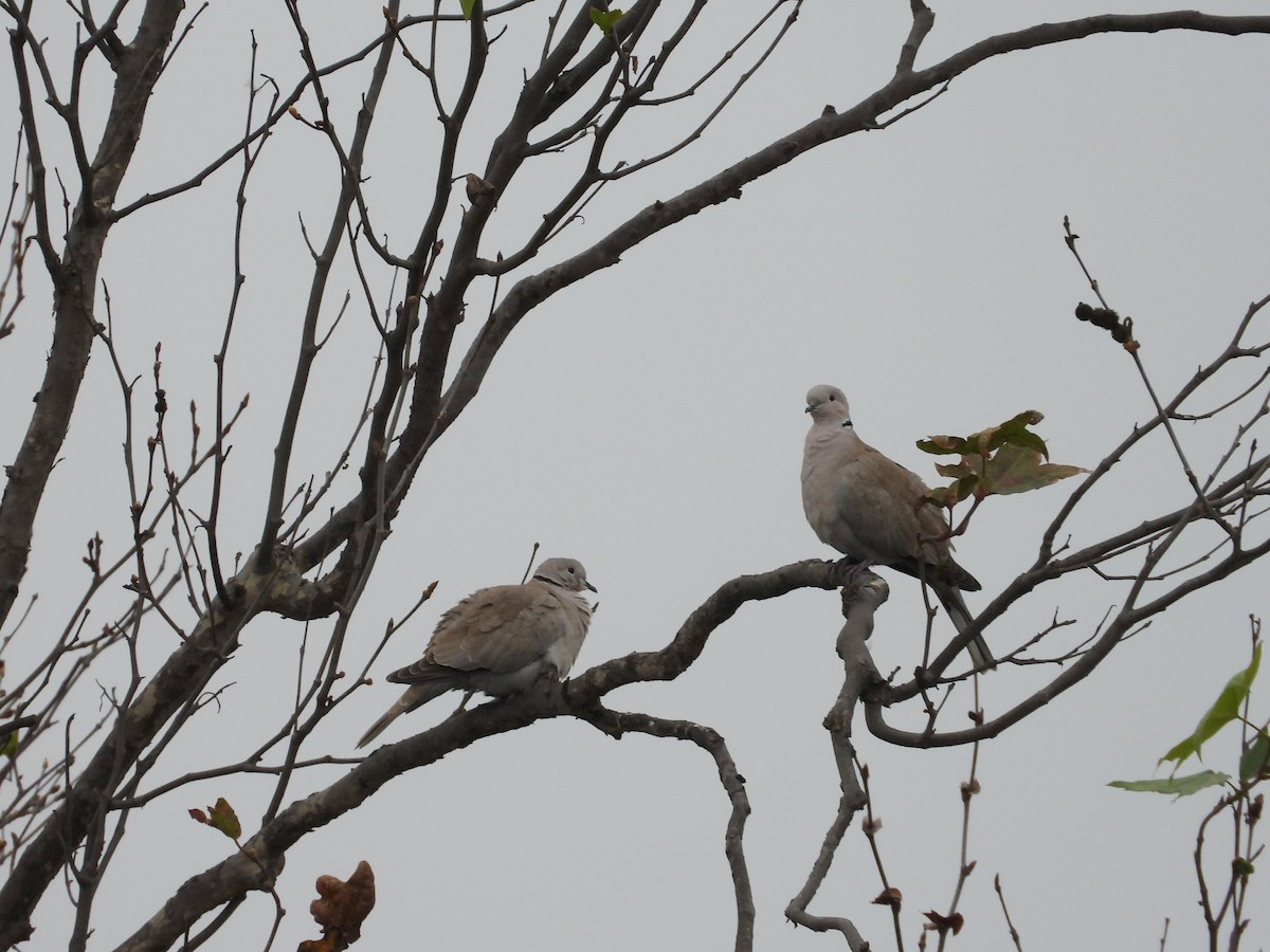 Eurasian Collared-Dove - ML647261050