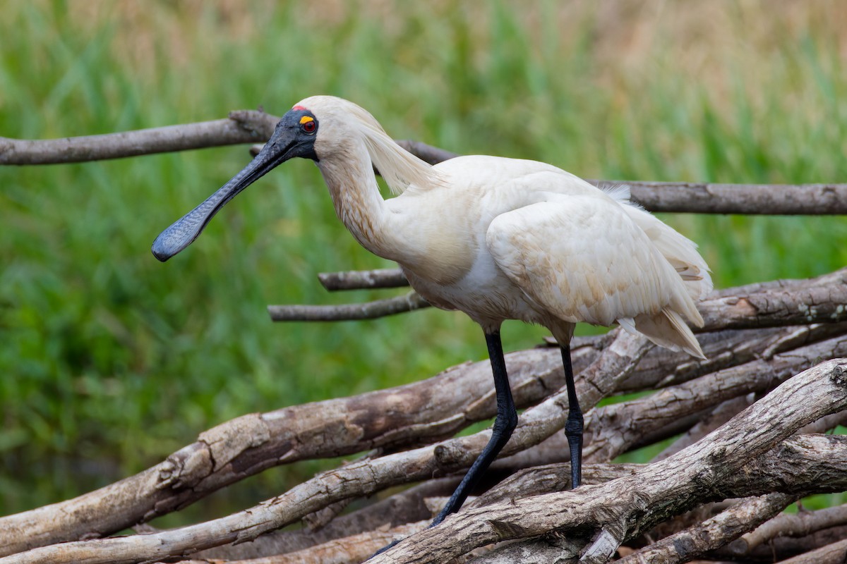Royal Spoonbill - ML647261051