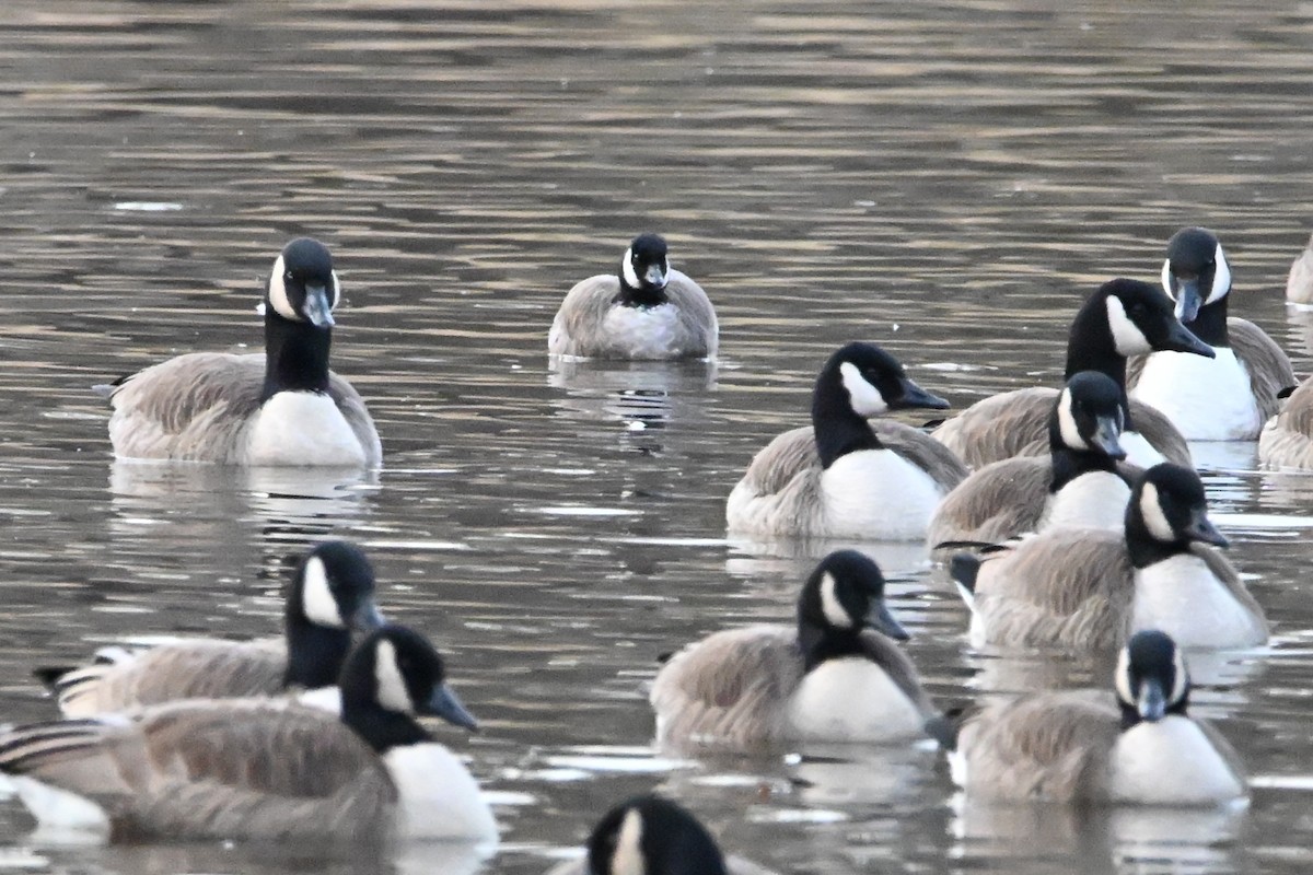 polargås - ML647261052