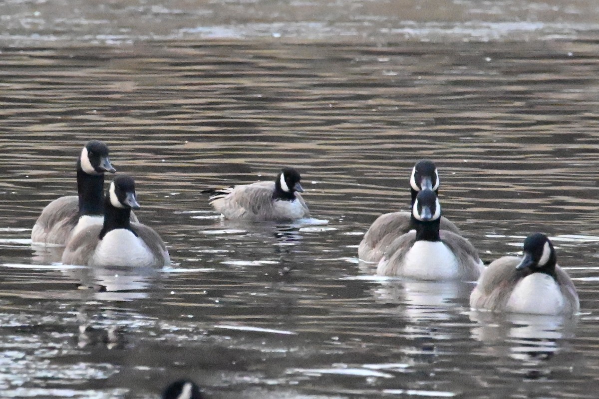 polargås - ML647261053