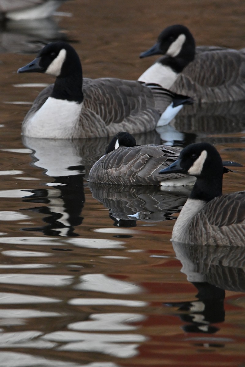 polargås - ML647261054