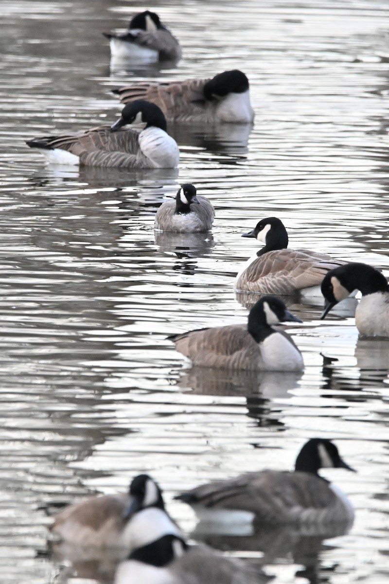 polargås - ML647261055