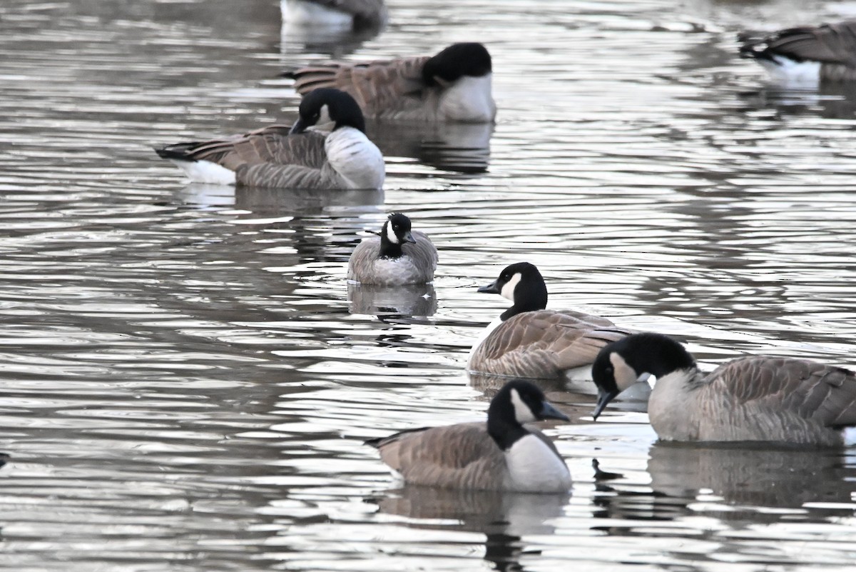 polargås - ML647261056