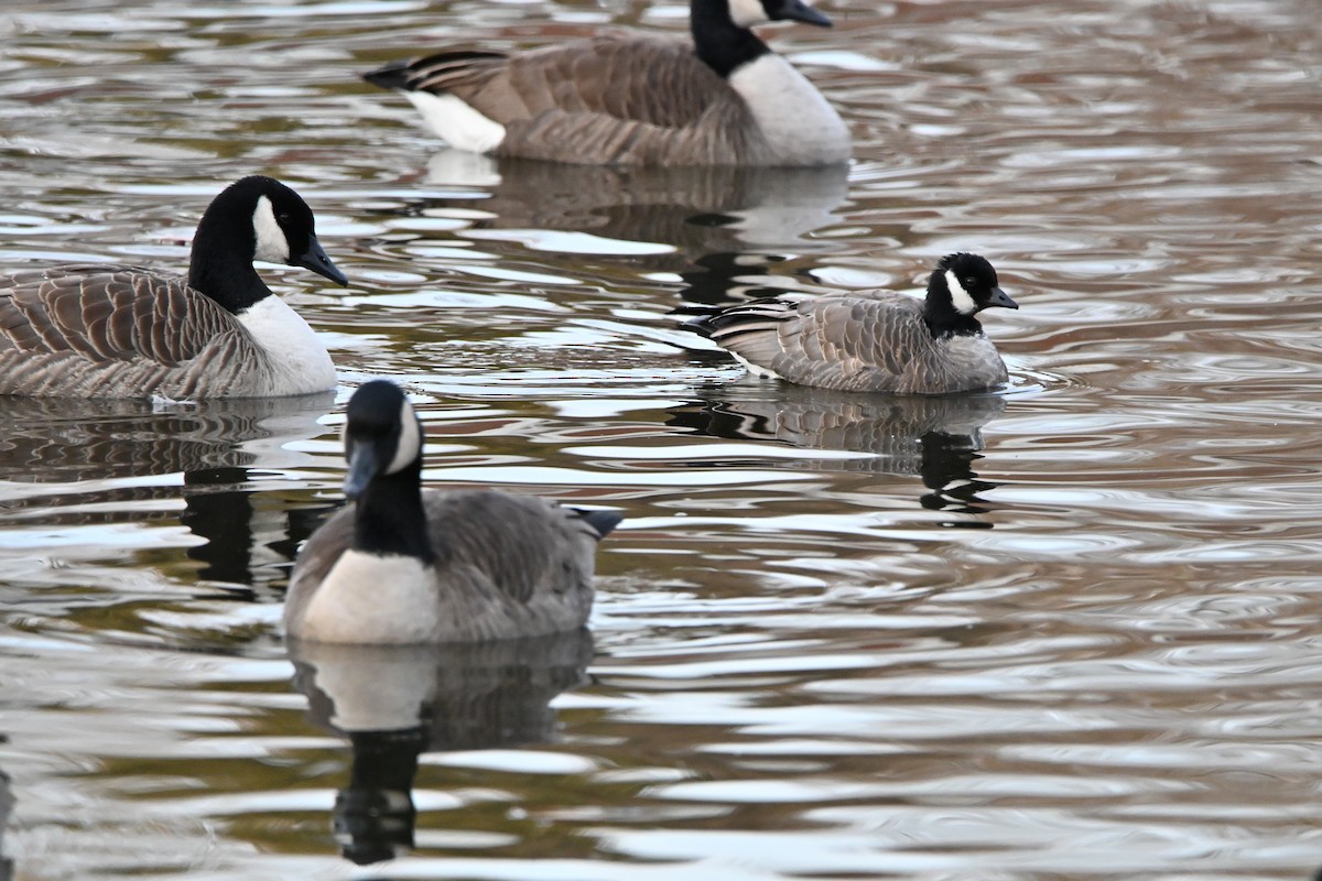 polargås - ML647261057