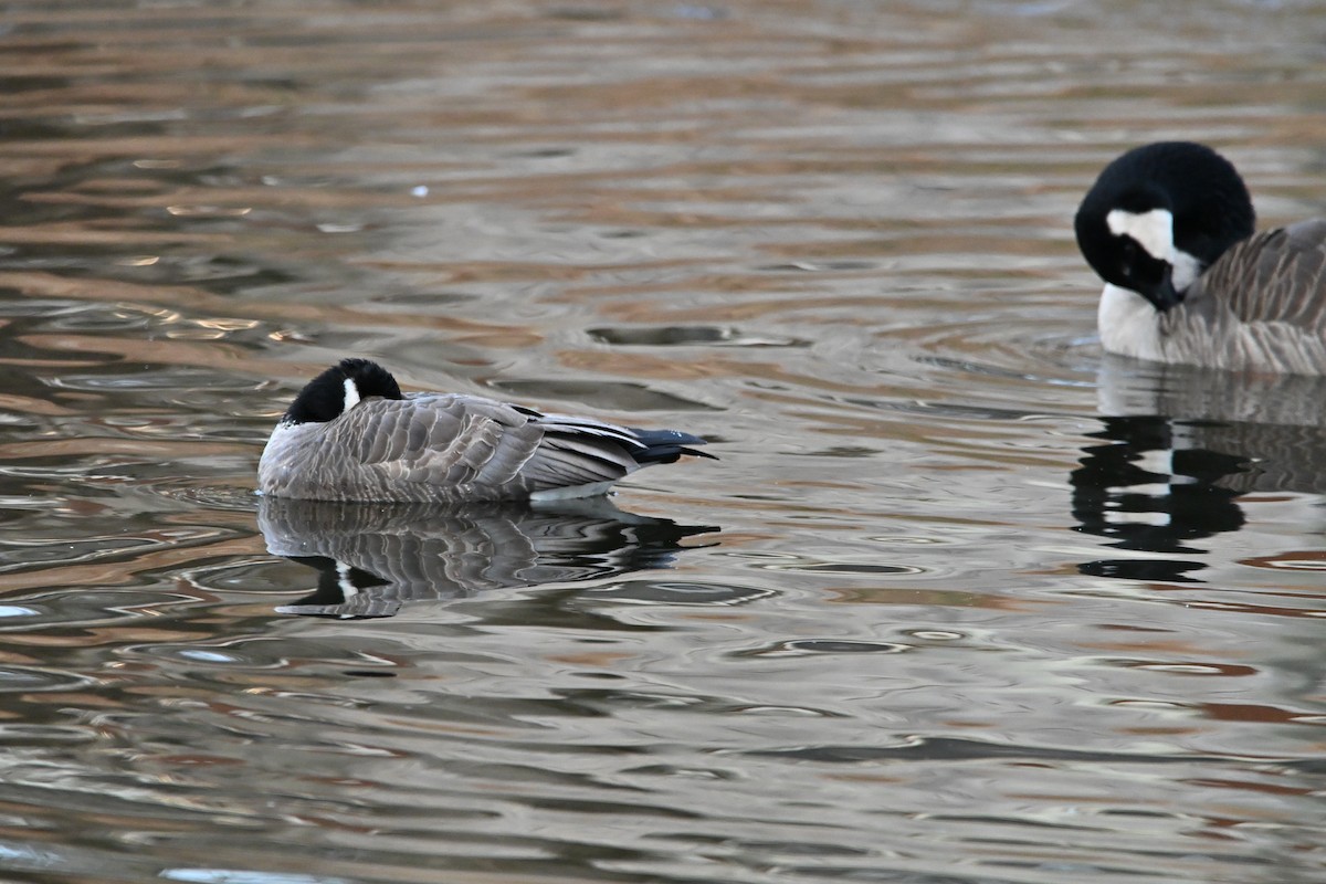 polargås - ML647261058