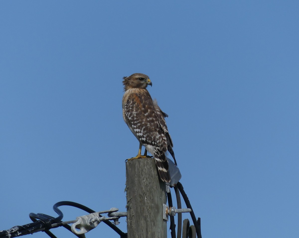 Red-shouldered Hawk - ML647261059