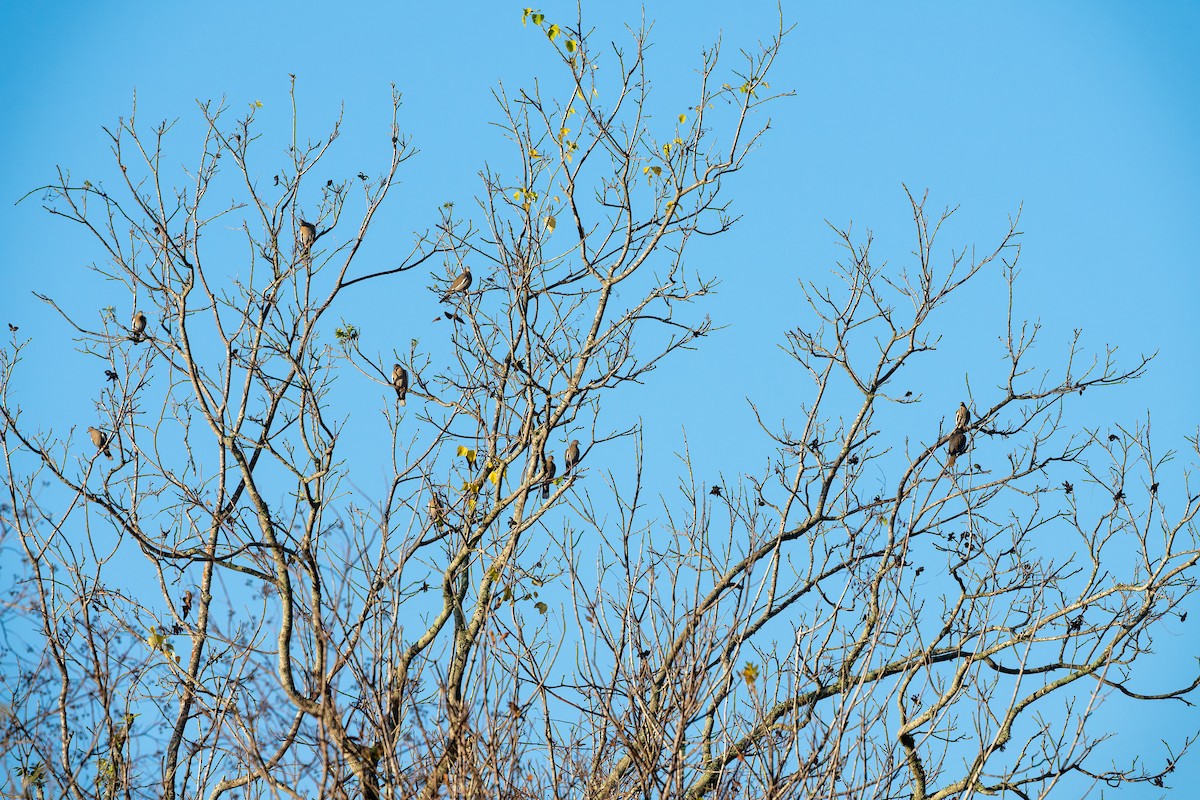 White-winged Dove - ML647261060