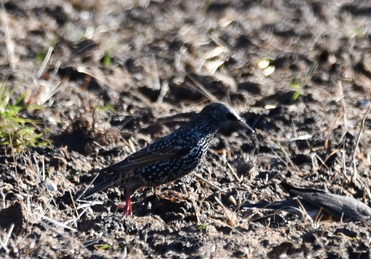 European Starling - ML647261061