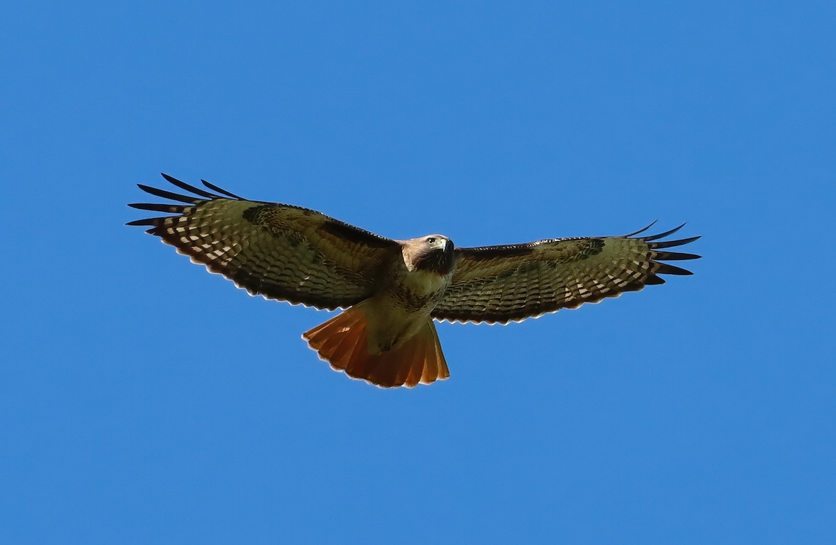 Red-tailed Hawk - ML647261063