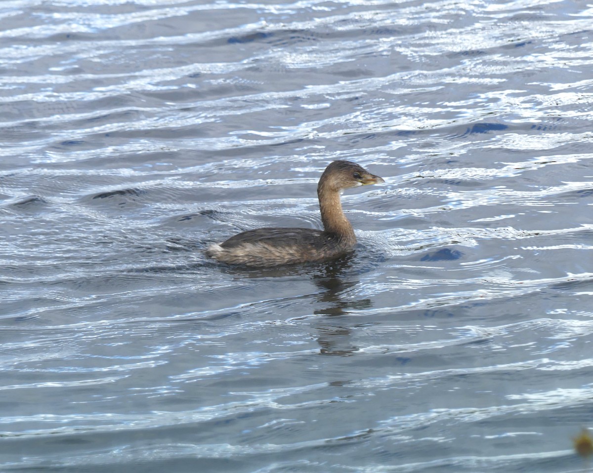 Pied-billed Grebe - ML647261064
