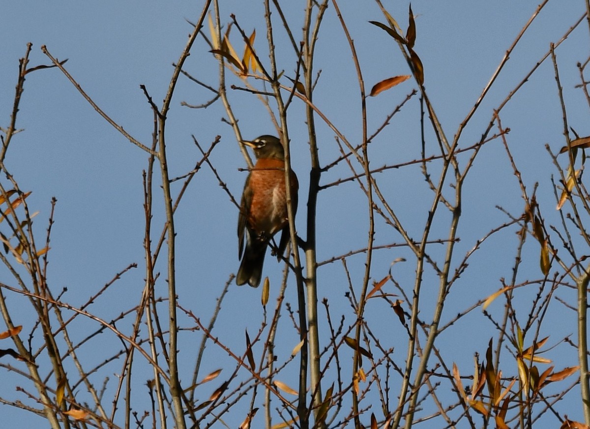 American Robin - ML647261066