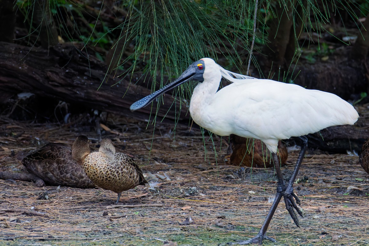 Royal Spoonbill - ML647261067