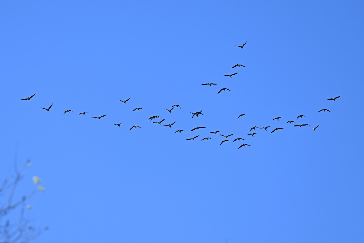 Greater White-fronted Goose - ML647261068