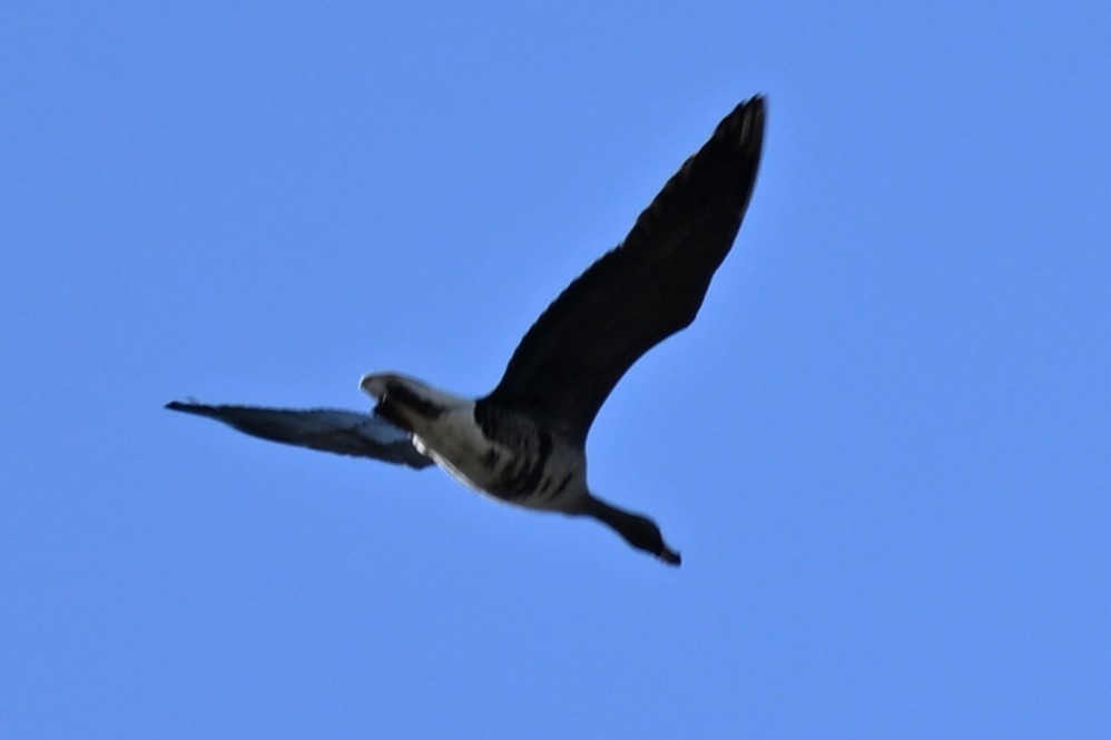 Greater White-fronted Goose - ML647261069