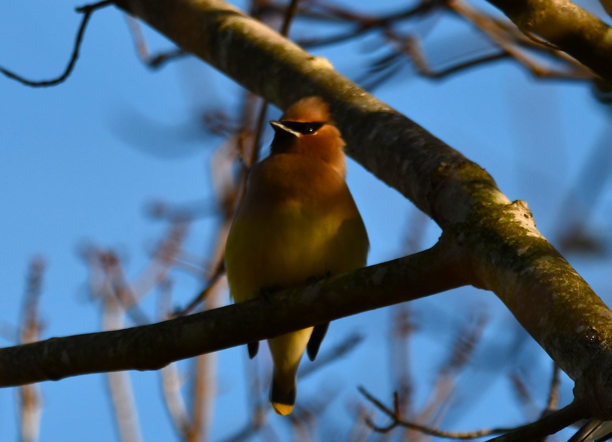 Cedar Waxwing - ML647261070