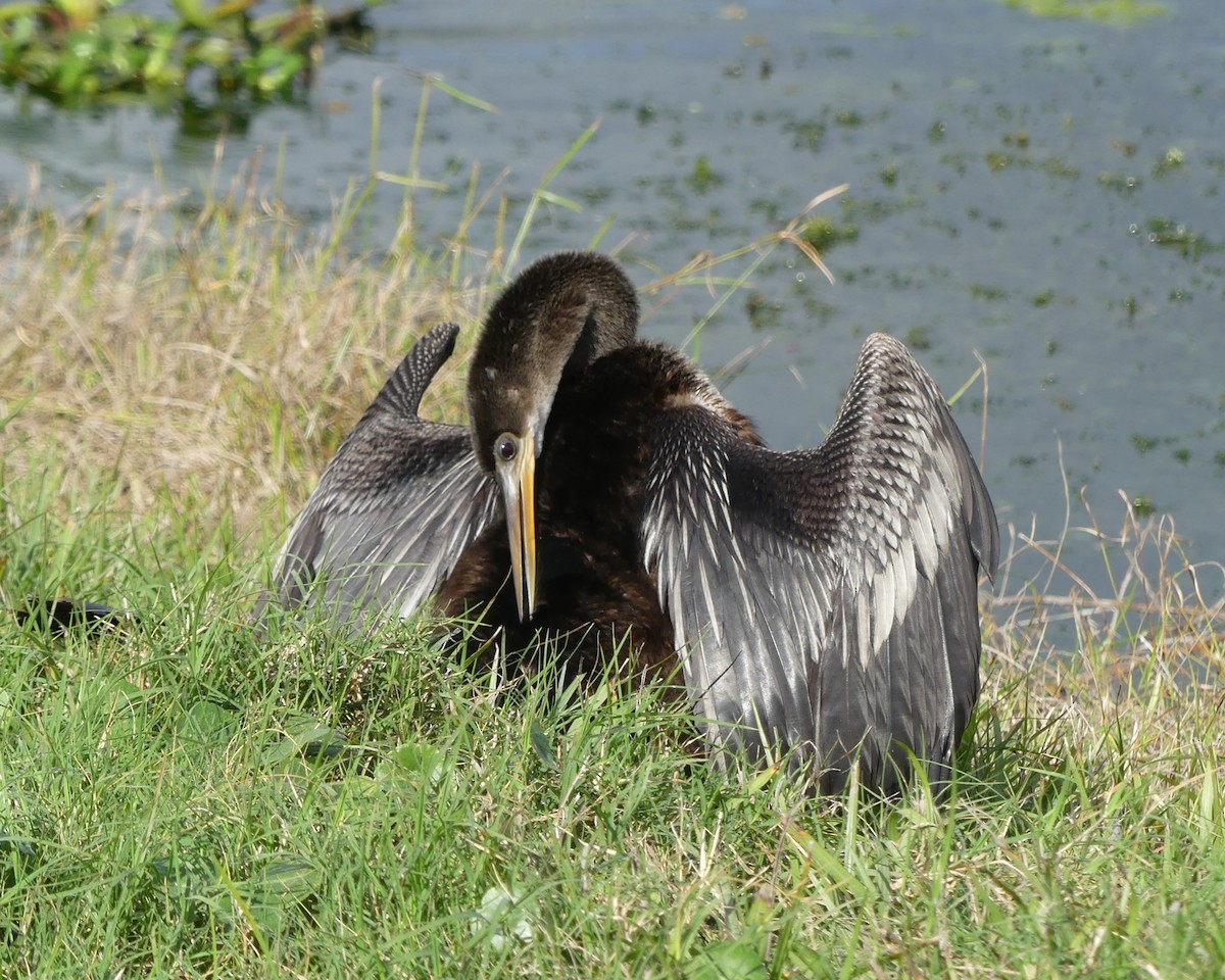 Anhinga - ML647261071