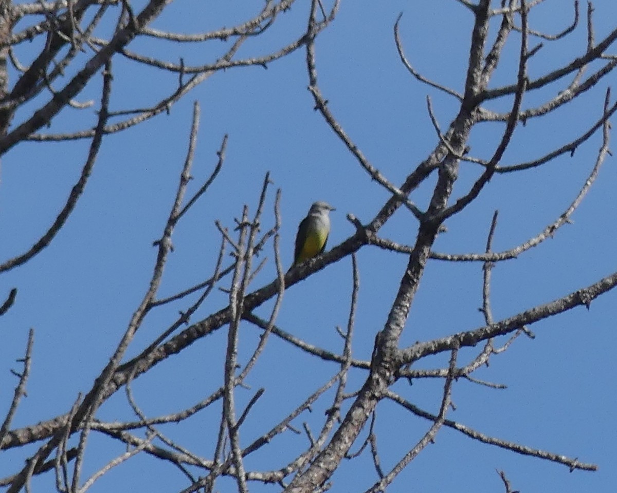 Western Kingbird - ML647261079